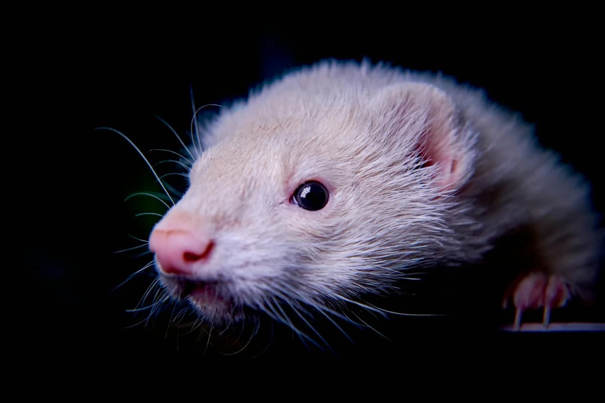 Ferret Food Allergies: Protein Sensitivity & Diet Guide