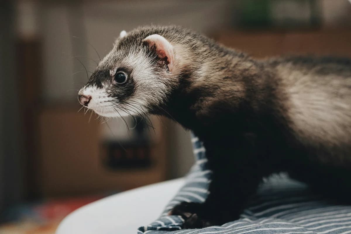 Ferret Food Sensitivities: Why 70% Over Age 3 Get Insulinoma