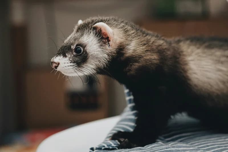 Ferret Food Sensitivities: Why 70% Over Age 3 Get Insulinoma