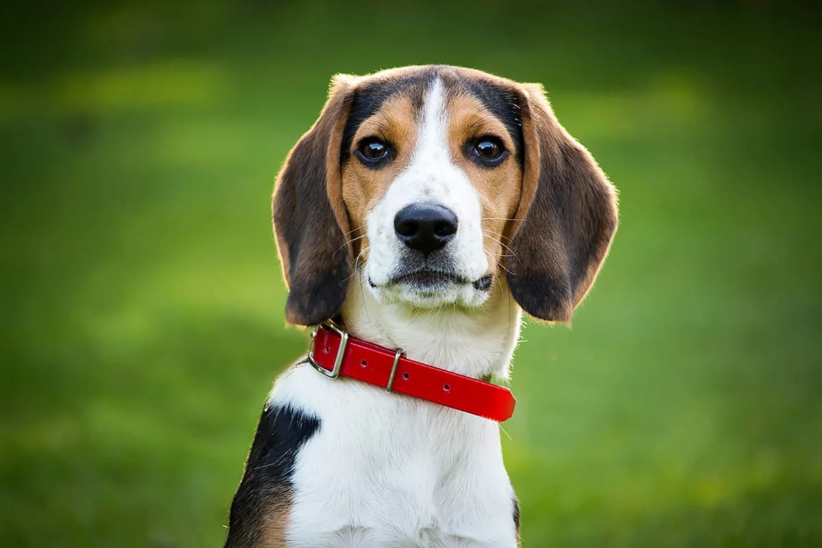 Fish Allergy in Dogs: Salmon Sensitivity & Fish-Free Alternatives