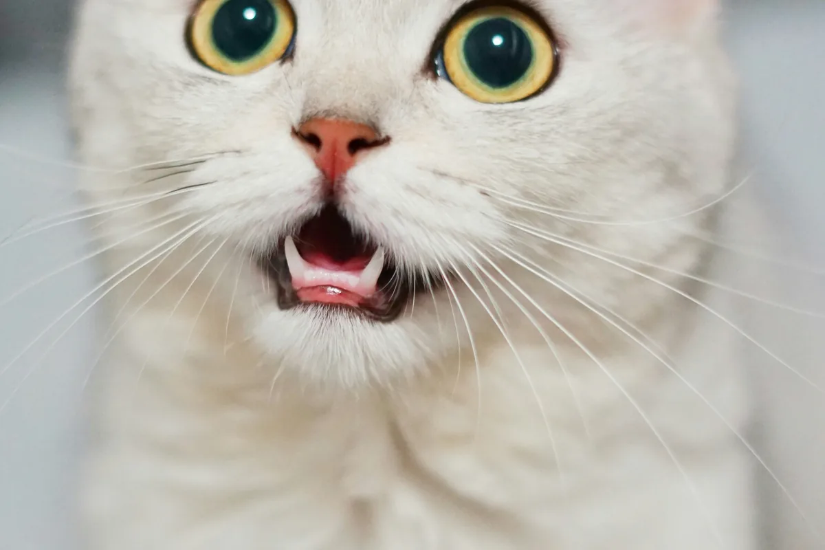 Fish-Free Cat Food: Complete Allergy Guide (42% Affected)