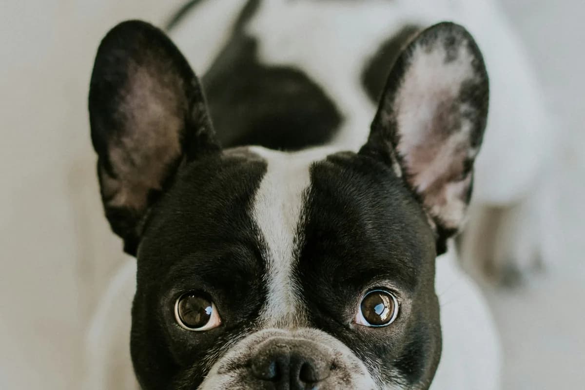 French Bulldog Food Allergies: 25-30% Affected (Highest Rate)