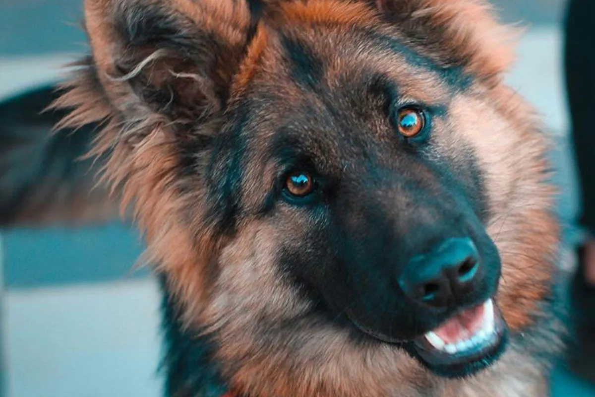 German Shepherd Food Allergies: Chicken #1 Trigger (12–18%)