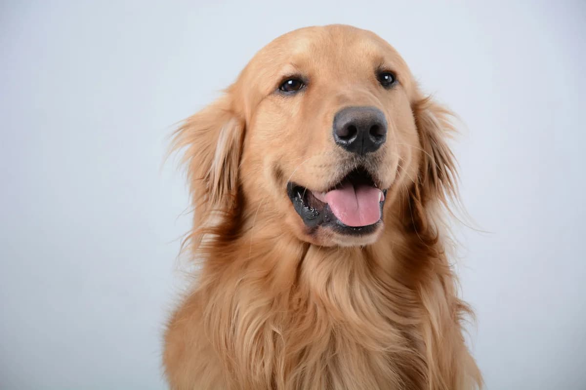 Golden Retriever Food Allergies: Why 15-20% Are Affected