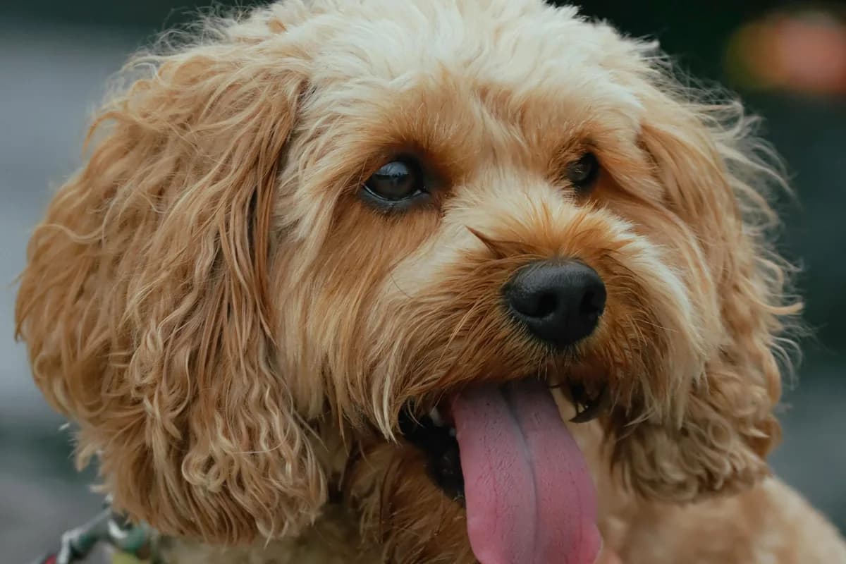 Goldendoodle Food Allergies: F1 vs F1B & Best Foods