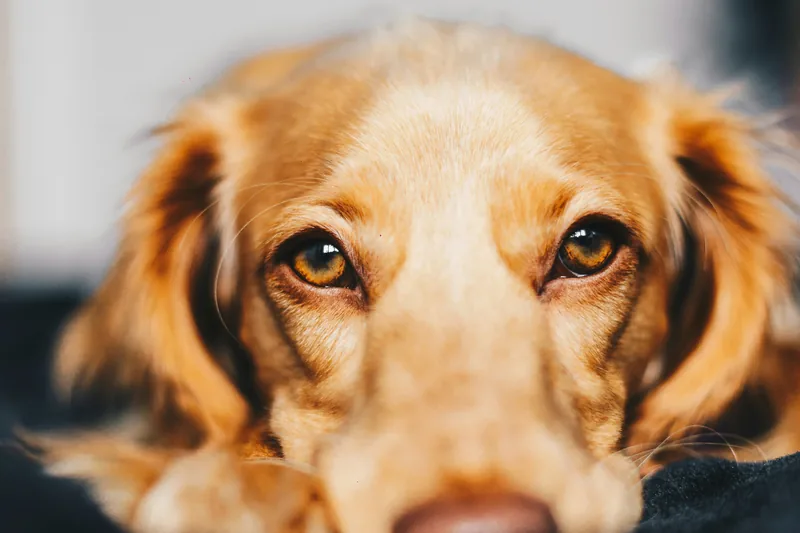 Grain-Free vs Grain-Inclusive Dog Food: 10–20% Need It
