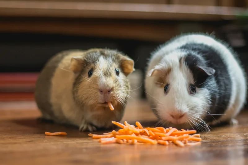 Guinea Pig Bladder Stones: 30% Get Them (Prevention Guide)
