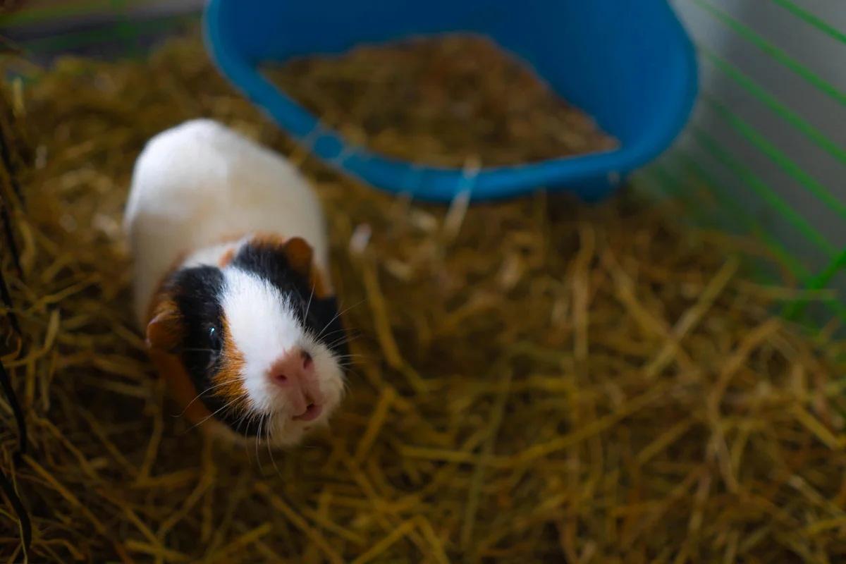 Guinea Pig Food Allergies: Complete Diet & Health Guide