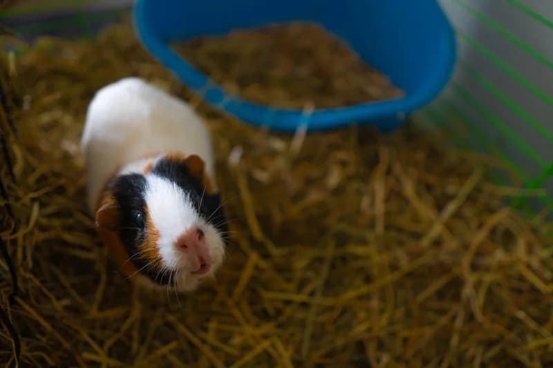 Guinea Pig Food Allergies: Complete Diet & Health Guide