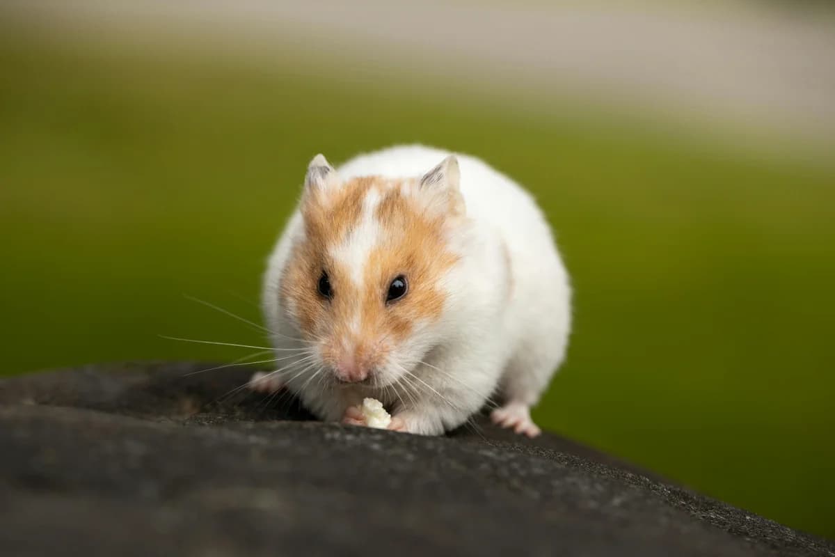 Hamster Food Allergies: Safe Foods & Ingredient Guide