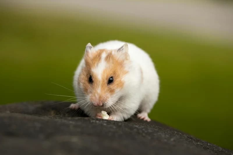 Hamster Food Allergies: Safe Foods & Ingredient Guide