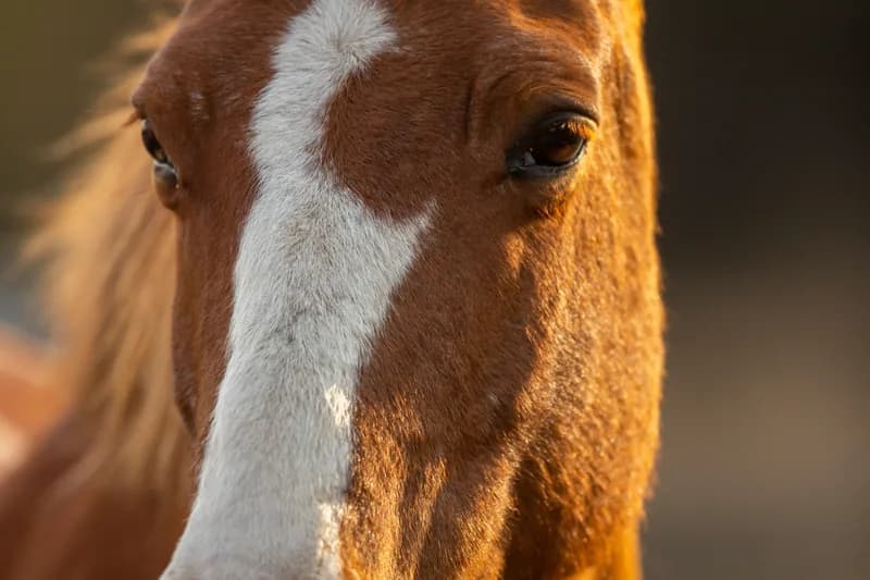 Horse Feed Allergies: Metabolic Syndrome & Laminitis