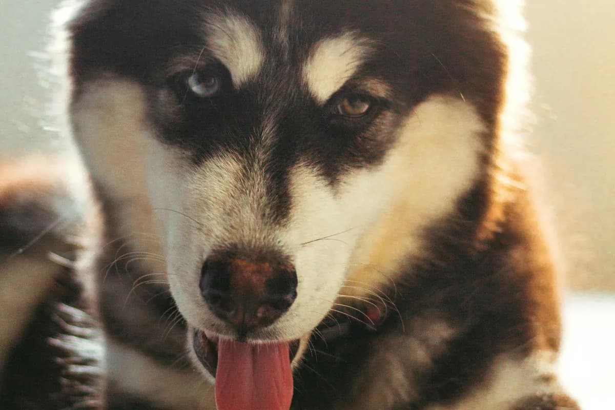 Siberian Husky Food Allergies: Arctic Breed Diet Guide