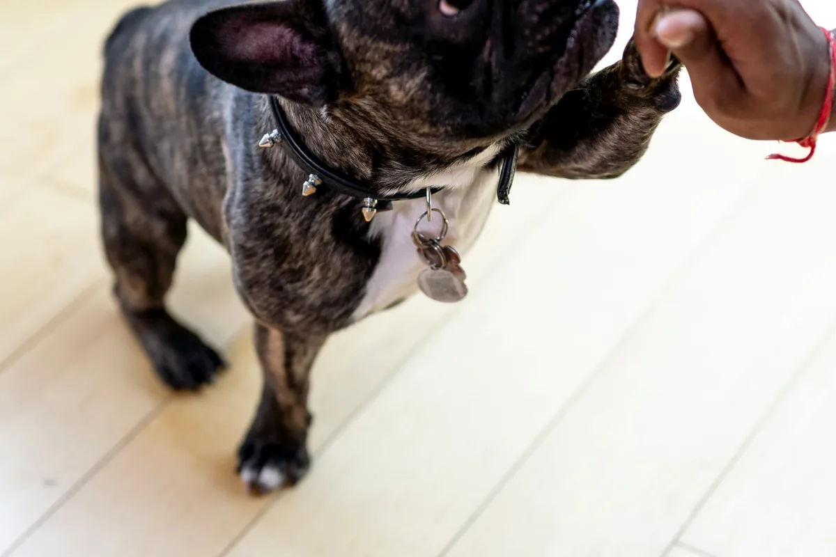 Hypoallergenic Pet Food: Complete Buying Guide