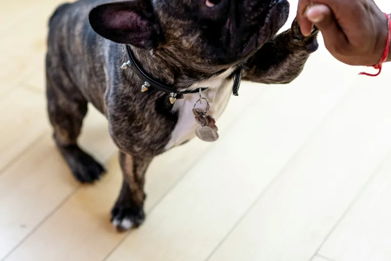 Hypoallergenic Pet Food: Complete Buying Guide