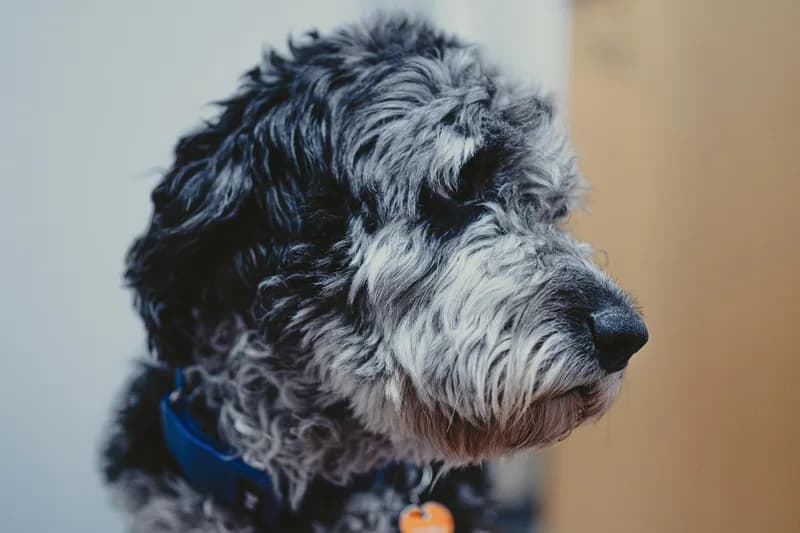 Labradoodle Food Allergies: US vs Australian & Best Foods