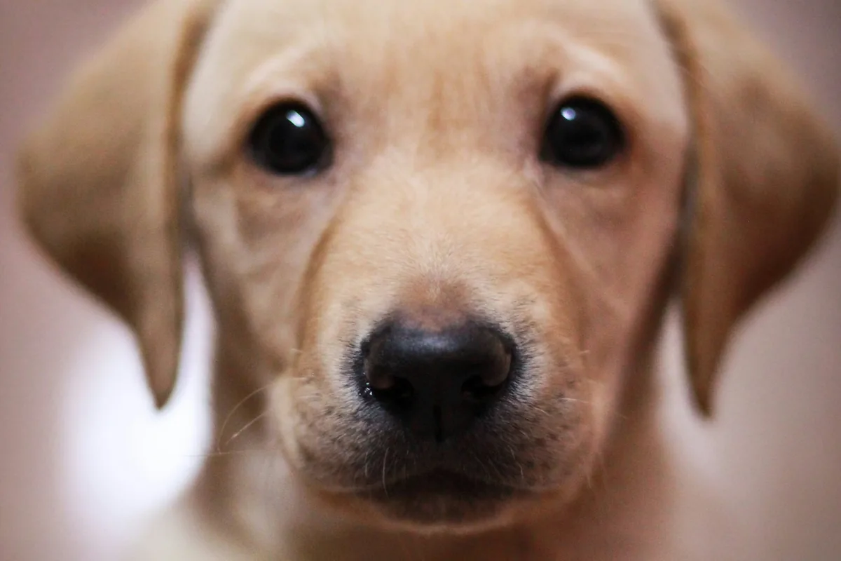 Labrador Food Allergies: Why Labs Have 2x the Allergy Risk