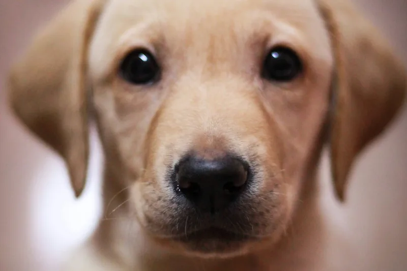 Labrador Food Allergies: Why Labs Have 2x the Allergy Risk