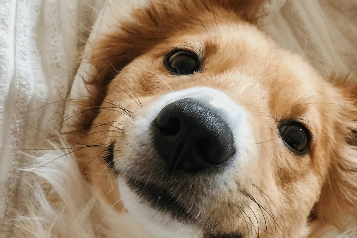 Lamb-Free Dog Food: Why 40% of Foods Still Contain Lamb