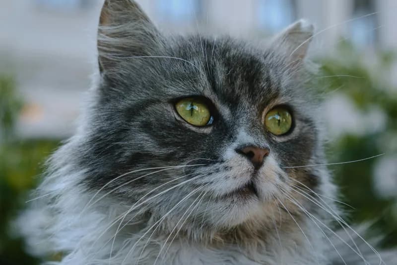 Maine Coon Food Allergies: Large Breed Cat Diet Guide