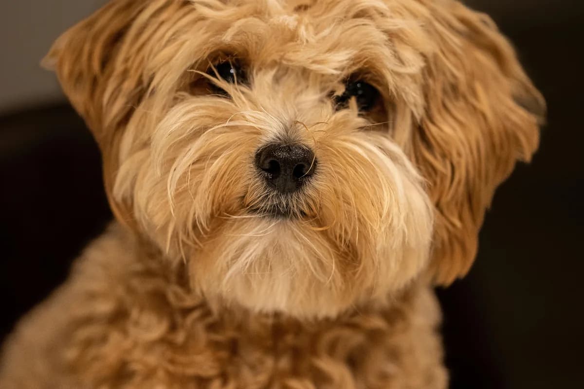 Maltipoo Food Allergies: Tear Staining & Best Foods Guide