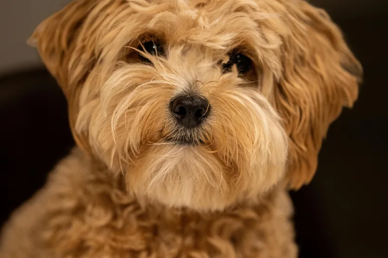 Maltipoo Food Allergies: Tear Staining & Best Foods Guide