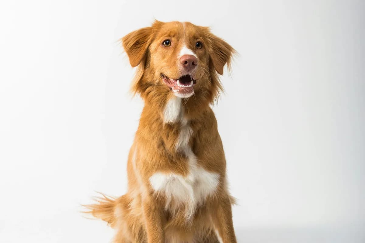 Novel Protein Dog Food: Complete Guide to Exotic Proteins