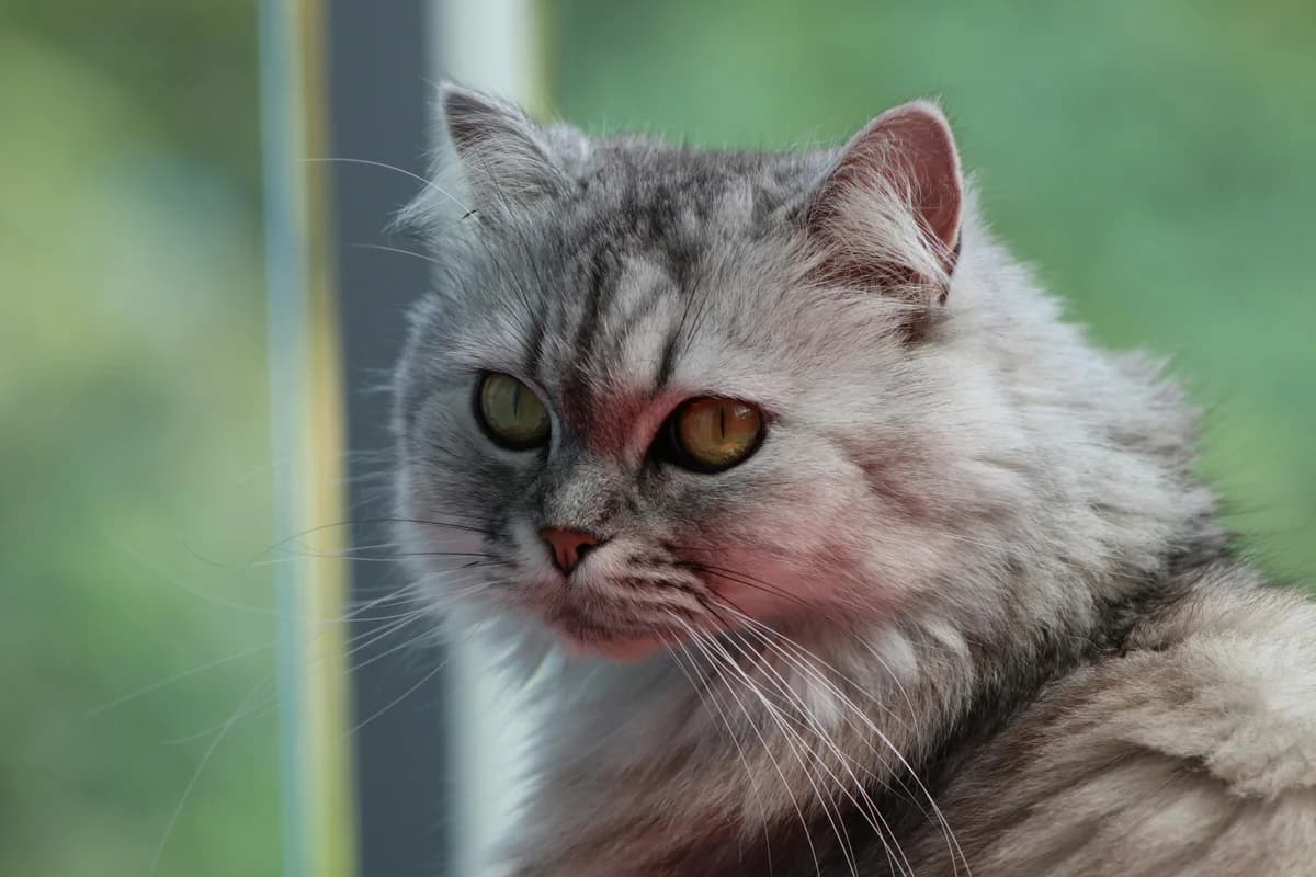 Persian Cat Food Allergies: Breed-Specific Diet Guide