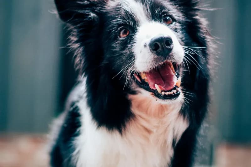 Pet Food Allergies: Guide to Symptoms & Relief