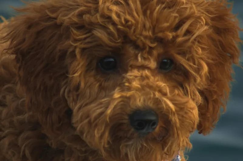 Poodle Food Allergies: Toy, Miniature & Standard Complete Guide