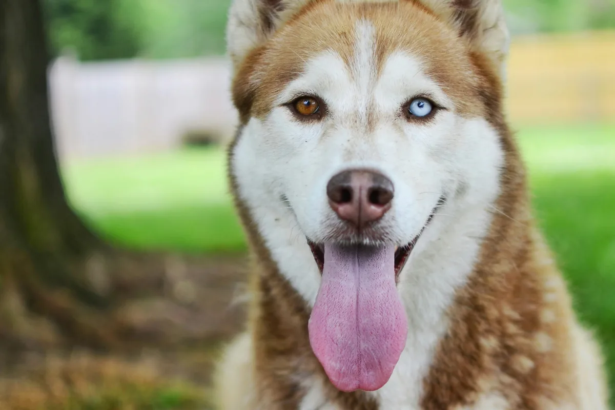 Pork Allergy in Dogs: Why 8% Are Affected (Full Guide)