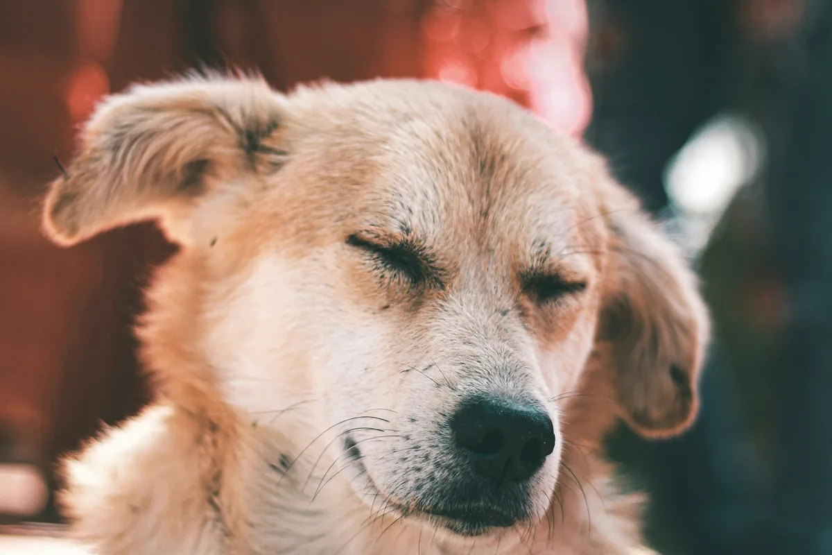 Can Dogs Be Allergic to Potatoes? Yes, and Grain-Free Is Why
