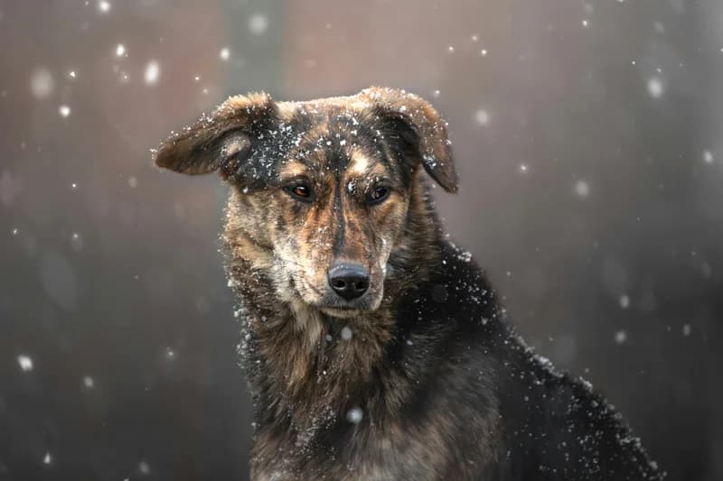 Probiotics for Dog Food Allergies: Gut Health & Immune Support
