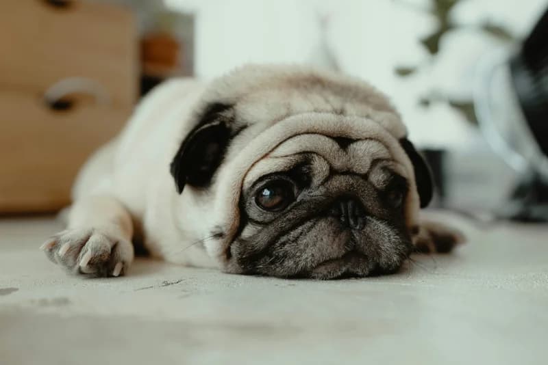 Pug Food Allergies: Breathing & Skin Health Guide