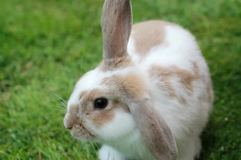 Rabbit Food Allergies: GI Stasis Prevention & Safe Diets