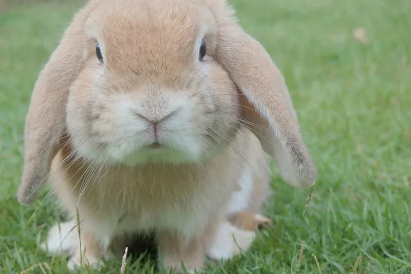 Rabbit Food Allergies: Hay, Pellet & Vegetable Sensitivities