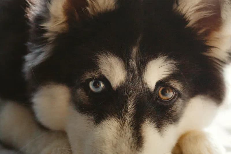 Reading Dog Food Labels: 5 Hidden Allergen Traps to Watch