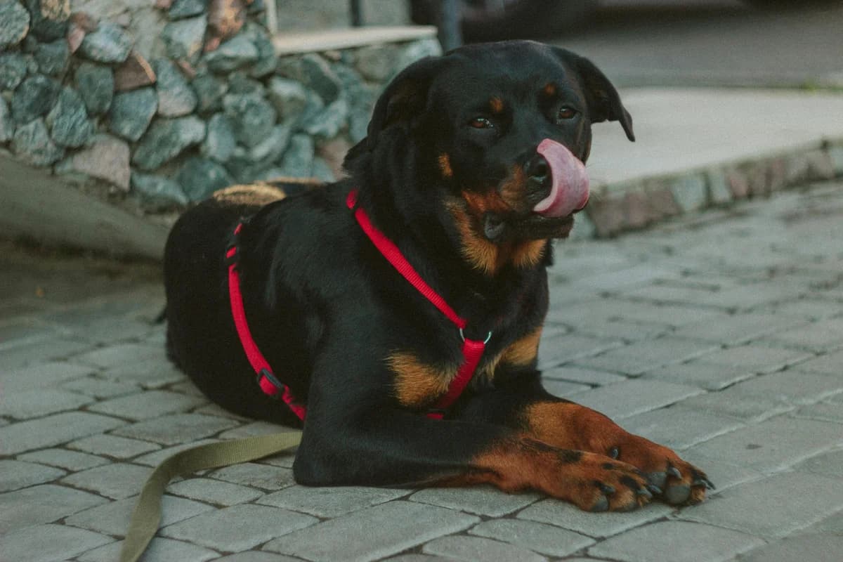 Rottweiler Food Allergies: Beef #1 Trigger (30-35% Affected)