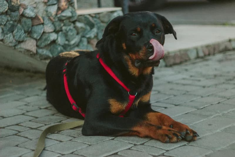 Rottweiler Food Allergies: Beef #1 Trigger (30-35% Affected)