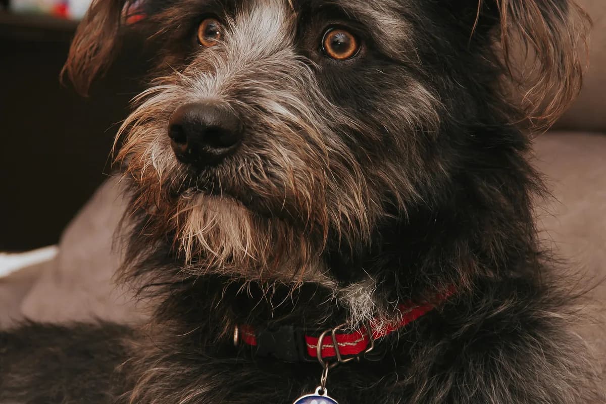 Schnauzer Food Allergies: Miniature, Standard & Giant Guide