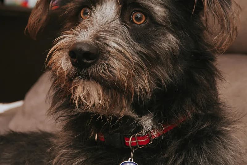 Schnauzer Food Allergies: Miniature, Standard & Giant Guide