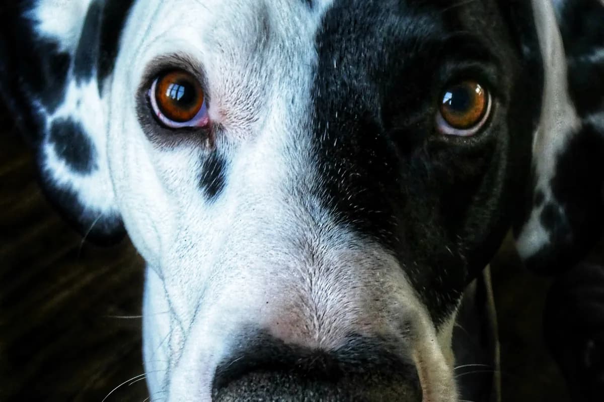 Seasonal vs Food Allergies in Dogs: How to Tell the Difference