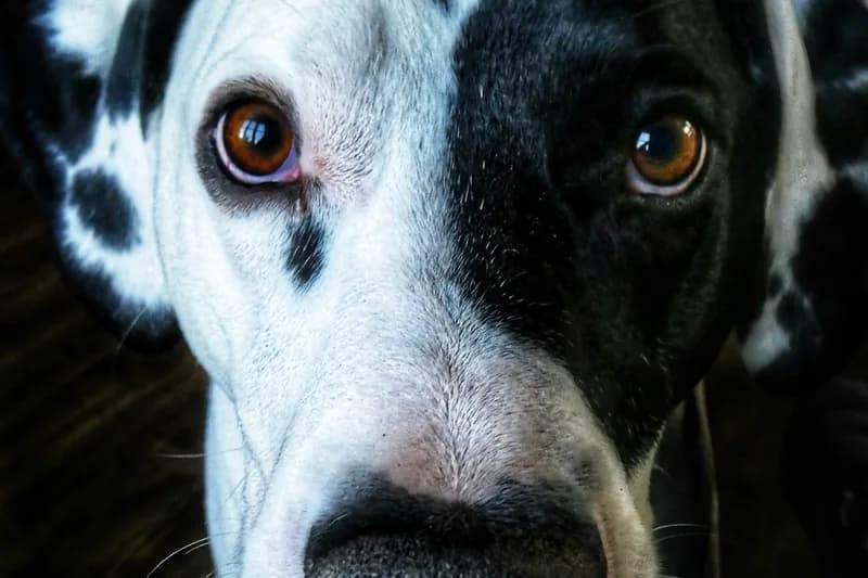 Seasonal vs Food Allergies in Dogs: How to Tell the Difference