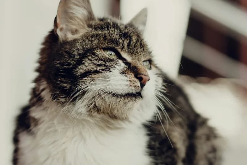 Senior Cat Food Allergies (10+ Years): Complete Guide