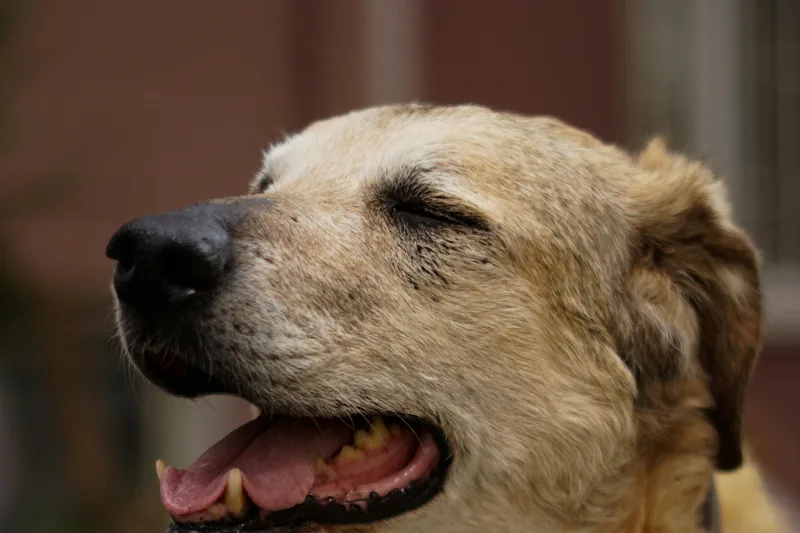 Senior Dog Food Allergies: Age-Related vs Food Triggers