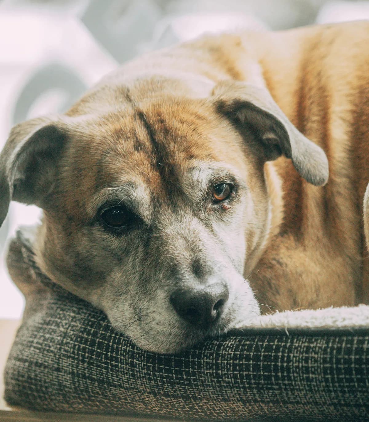 Senior Dog Sensitive Stomach: Age-Related Digestive Changes