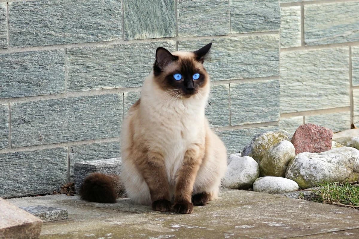 Siamese Cat Food Allergies: Breed-Specific Health Guide