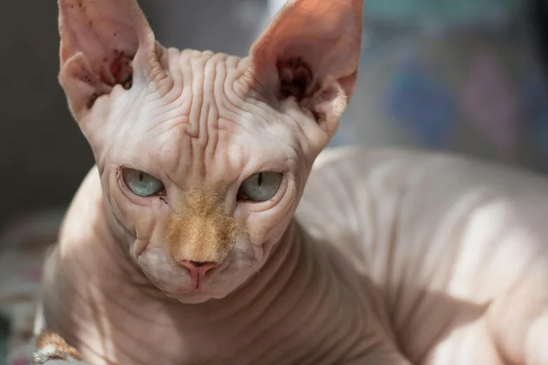 Sphynx Cat Food Allergies: 60–80% Higher Risk Than Other Cats