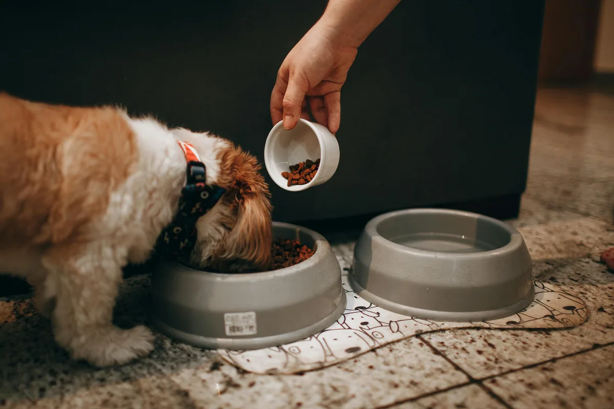 Switching Dog Food for Allergies: Safe Transition Guide