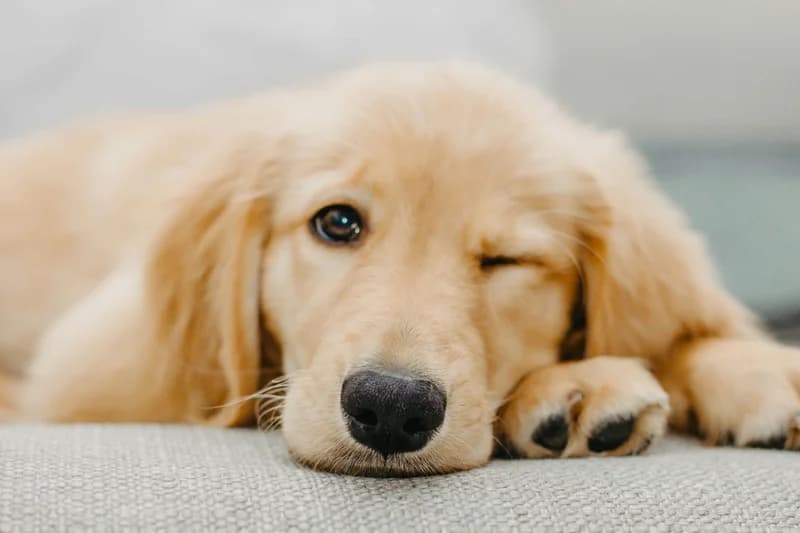 Top 10 Dog Food Allergens: Ingredients to Avoid